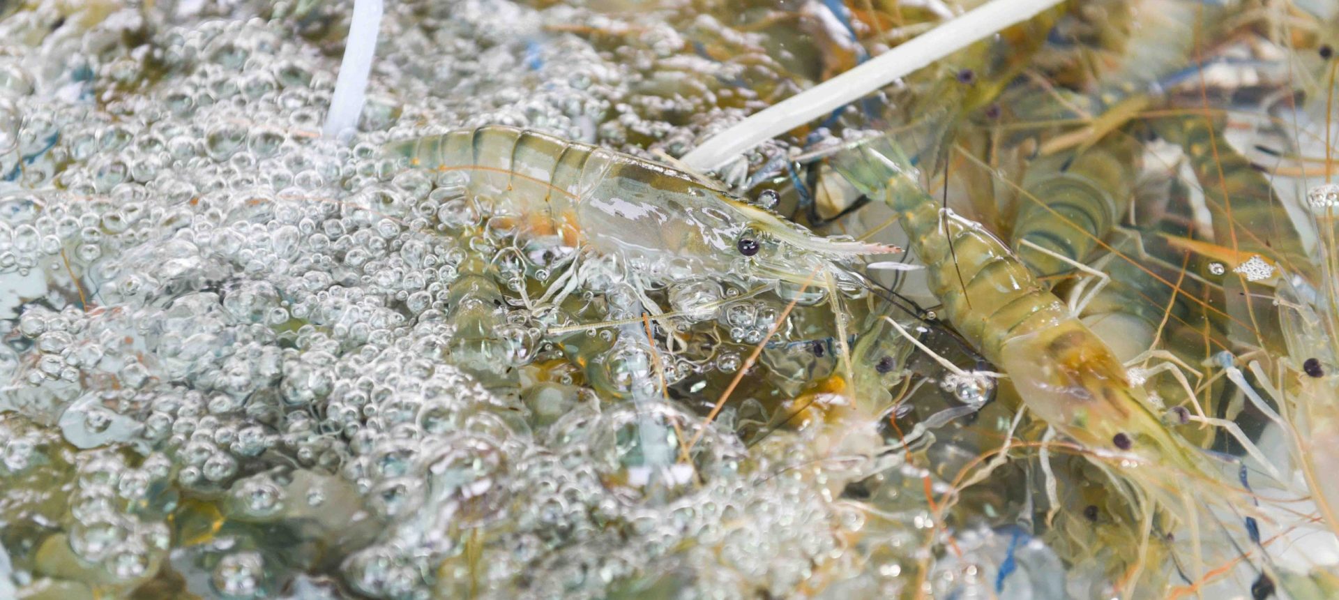 Latin Shrimpers May Beat their Asian Competitors!