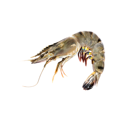 Black Tiger Shrimp