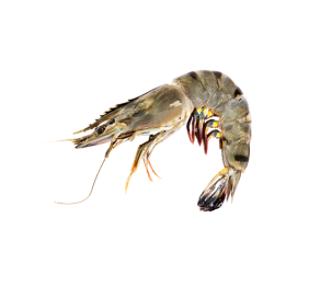 Black Tiger Shrimp