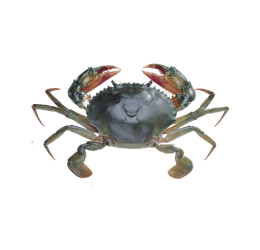 Crab