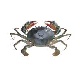 Crab