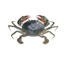 Crab