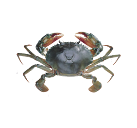 Crab