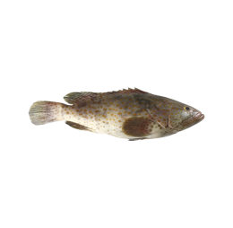 Grouper