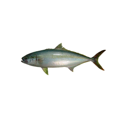 Kingfish