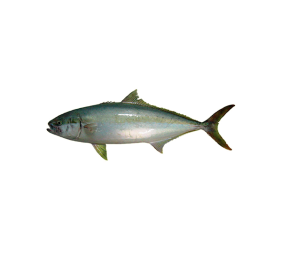 Kingfish