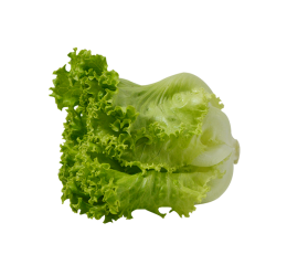 Lettuce