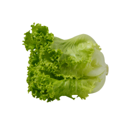 Lettuce