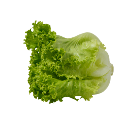 Lettuce