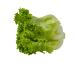 Lettuce