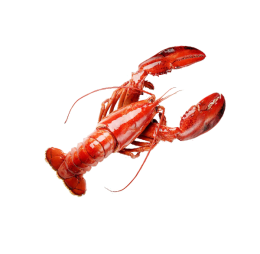 Lobster