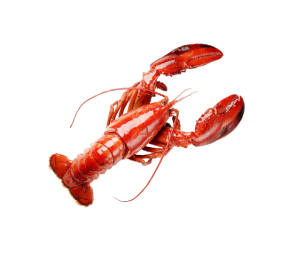 Lobster