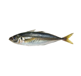 Mackerel