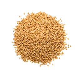 Mustard Seeds