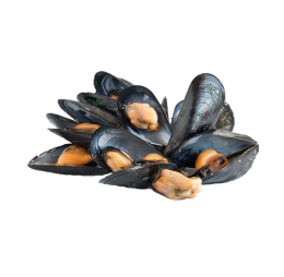 Mussels and Clams