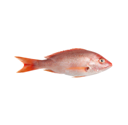 Red Snapper