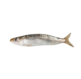 Sardines