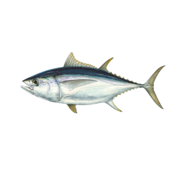 Tuna