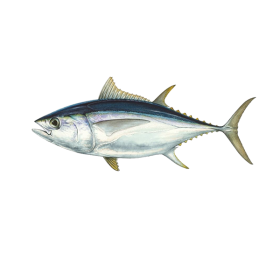 Tuna