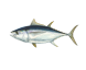 Tuna