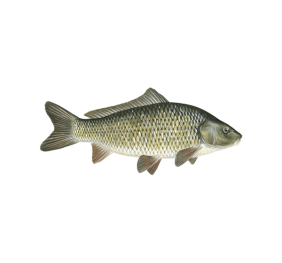 Barramundi