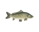 Barramundi