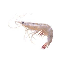 Vannamei Shrimp